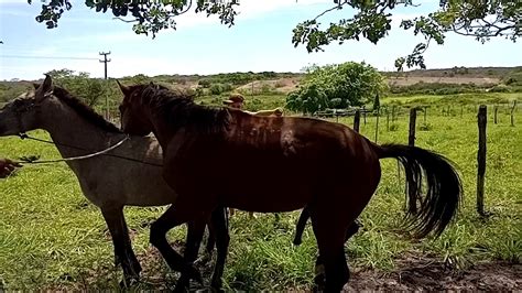 bucetinha de égua|Fodendo égua bucetuda safada